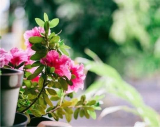 Garden with flowers
